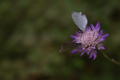 Holly Blue butterflies